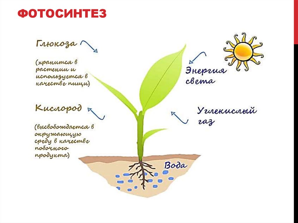 ФОТОСИНТЕЗ