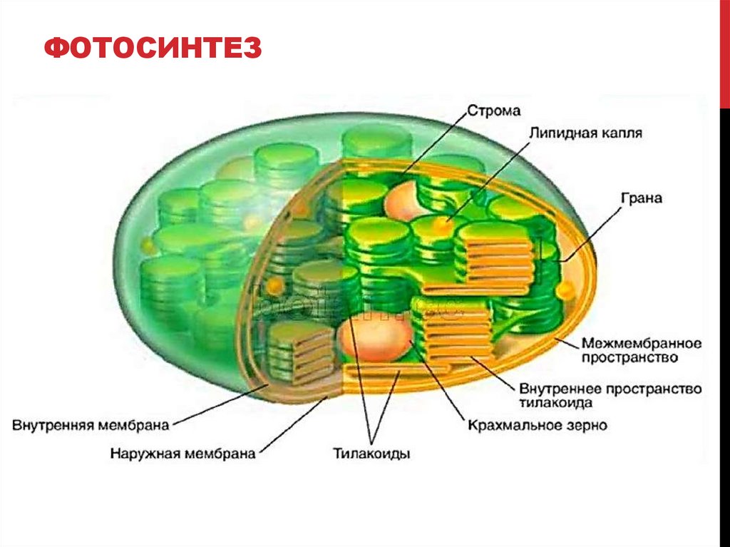 ФОТОСИНТЕЗ