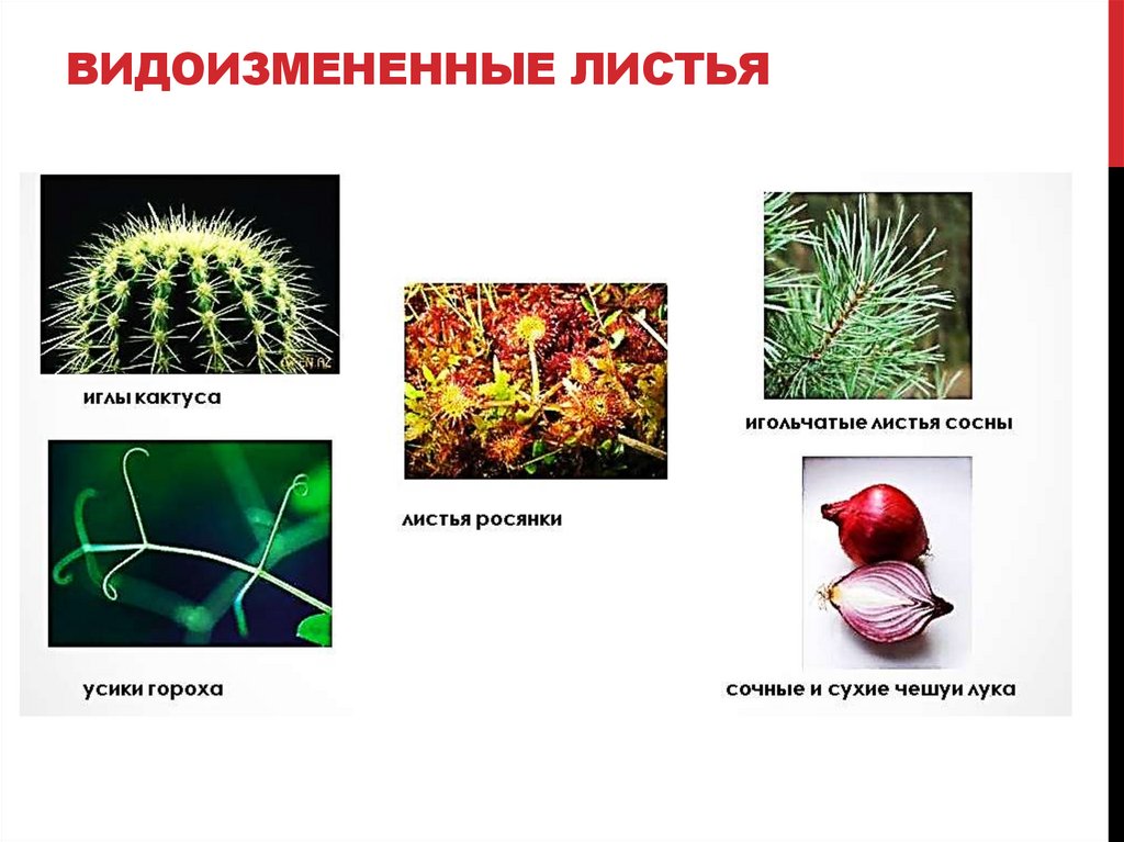 Видоизмененные листья