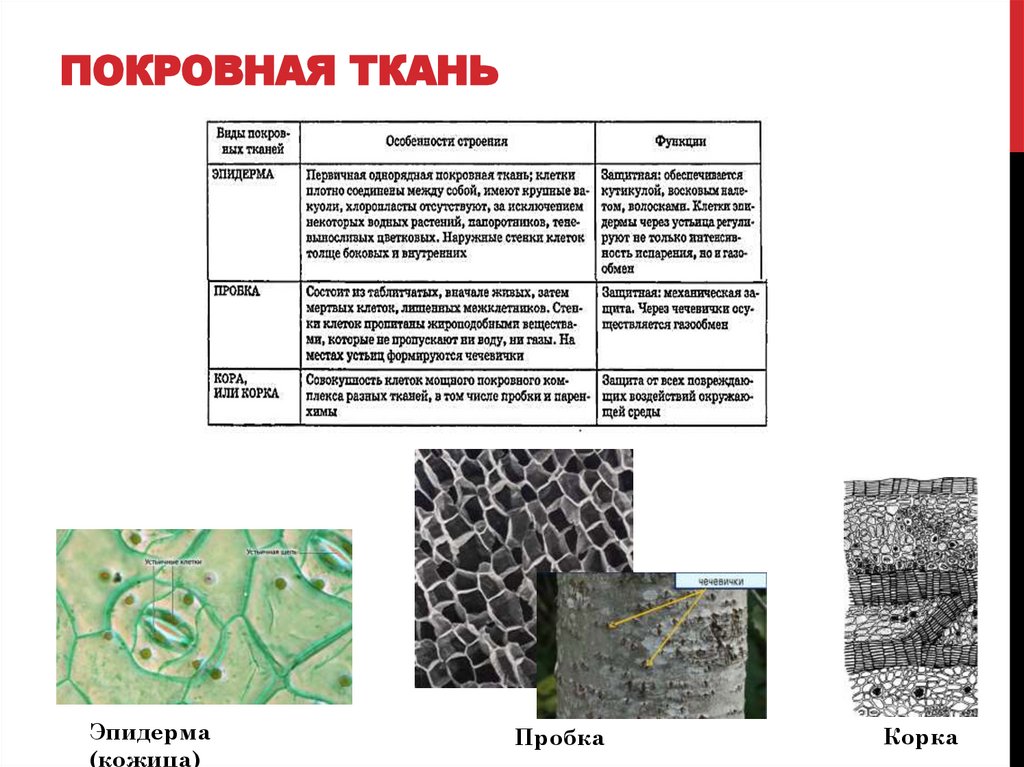 ПОКРОВНАЯ ТКАНЬ