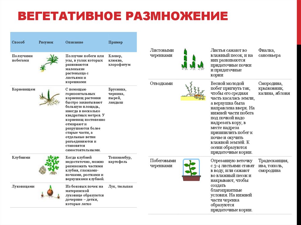 ВЕГЕТАТИВНОЕ РАЗМНОЖЕНИЕ