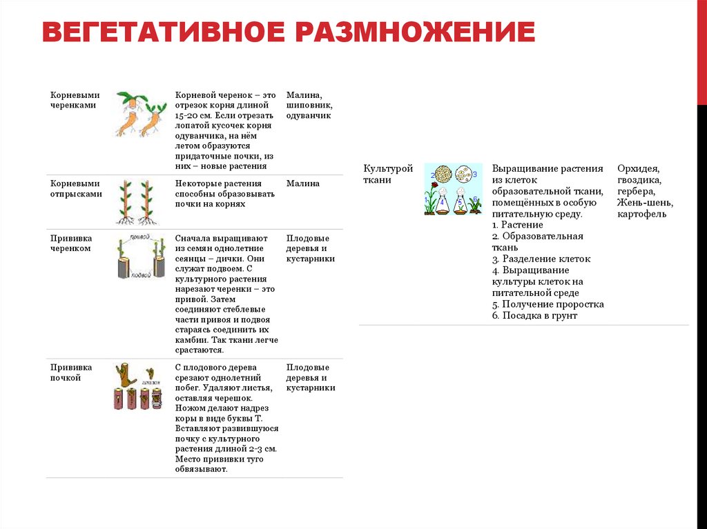 ВЕГЕТАТИВНОЕ РАЗМНОЖЕНИЕ