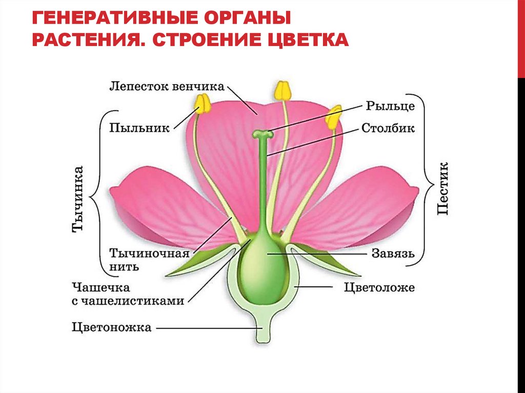 Генеративные органы растения. СТРОЕНИЕ ЦВЕТКА