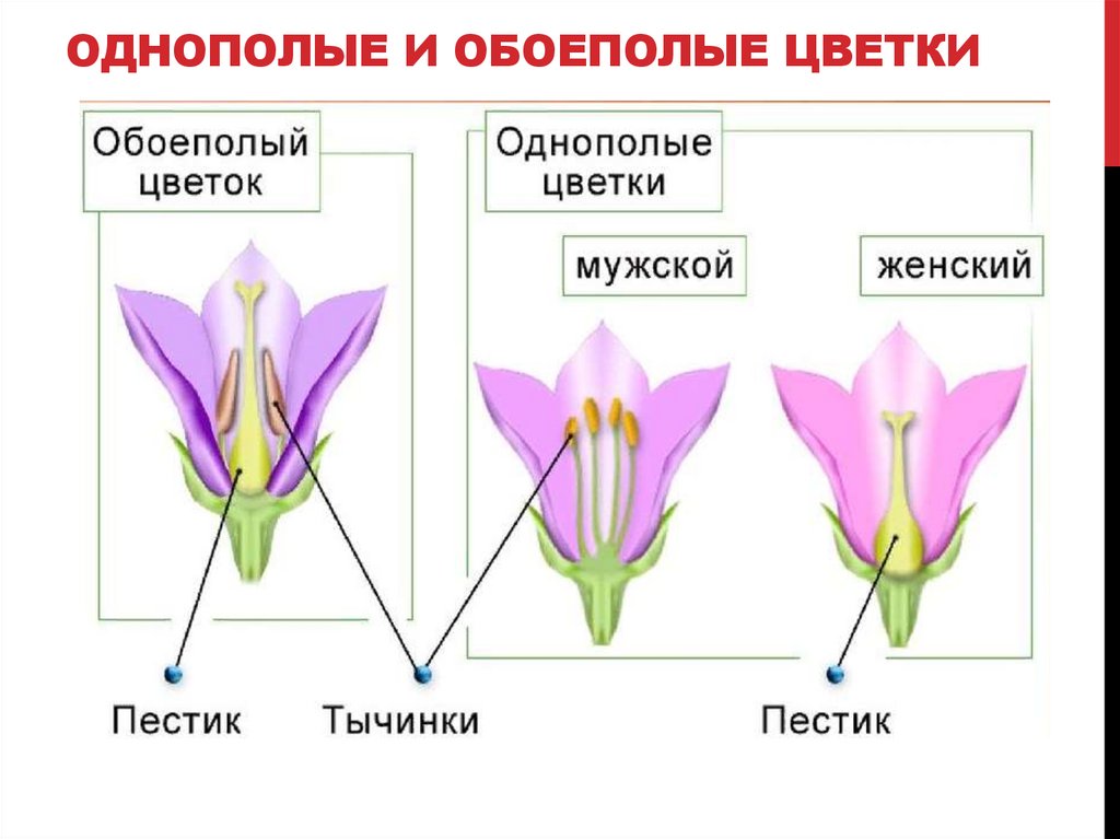 ОДНОПОЛЫЕ И ОБОЕПОЛЫЕ ЦВЕТКИ