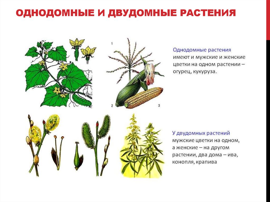 ОДНОДОМНЫЕ И ДВУДОМНЫЕ РАСТЕНИЯ