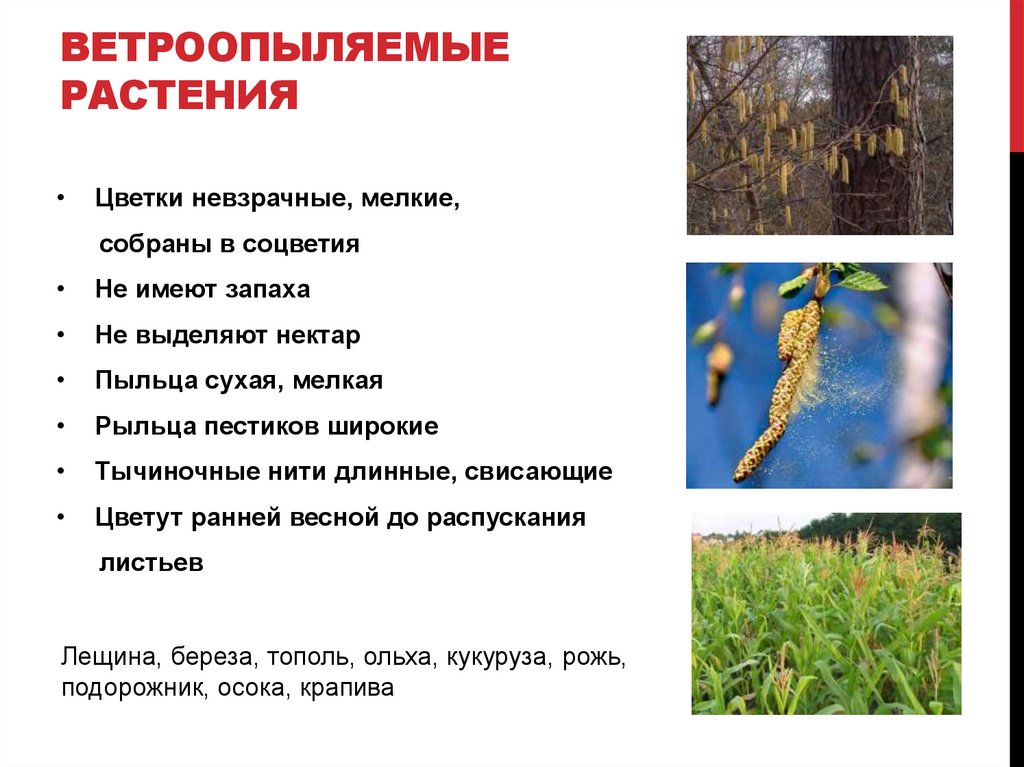 Ветроопыляемые растения