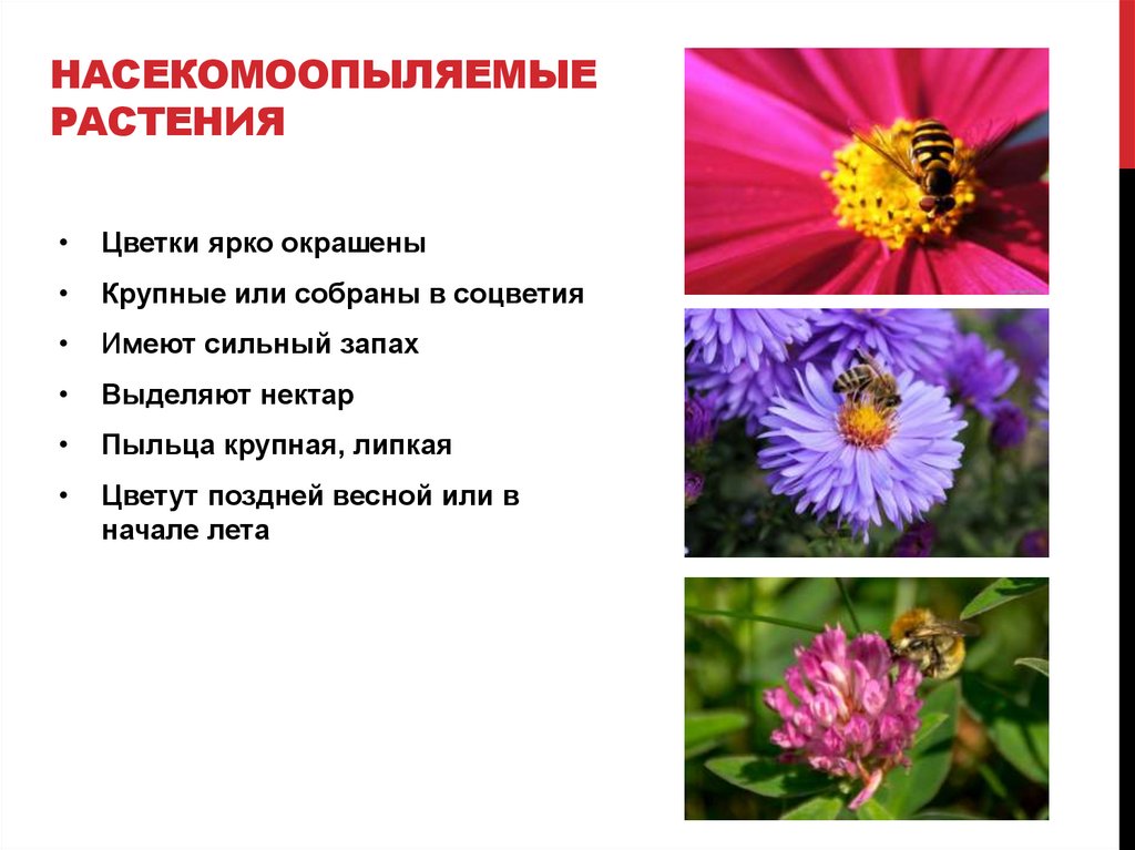 Насекомоопыляемые растения