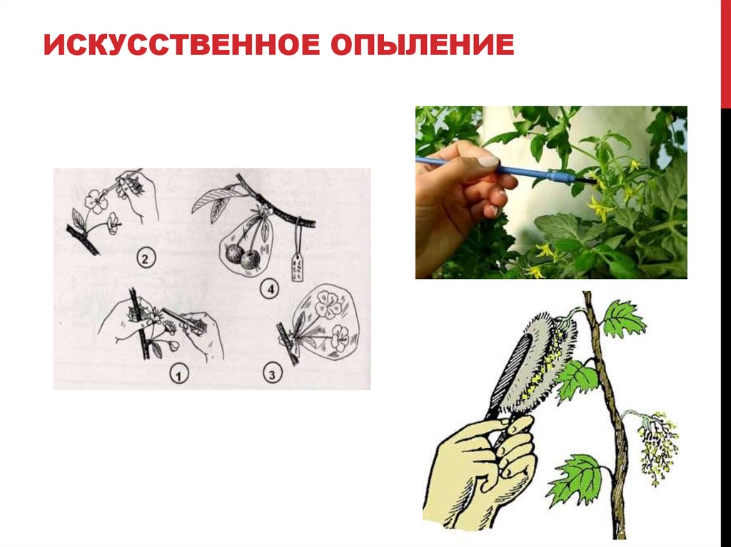 Искусственное опыление