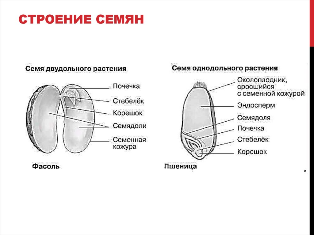 СТРОЕНИЕ СЕМЯН