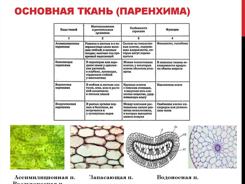 ОСНОВНАЯ ТКАНЬ (ПАРЕНХИМА)
