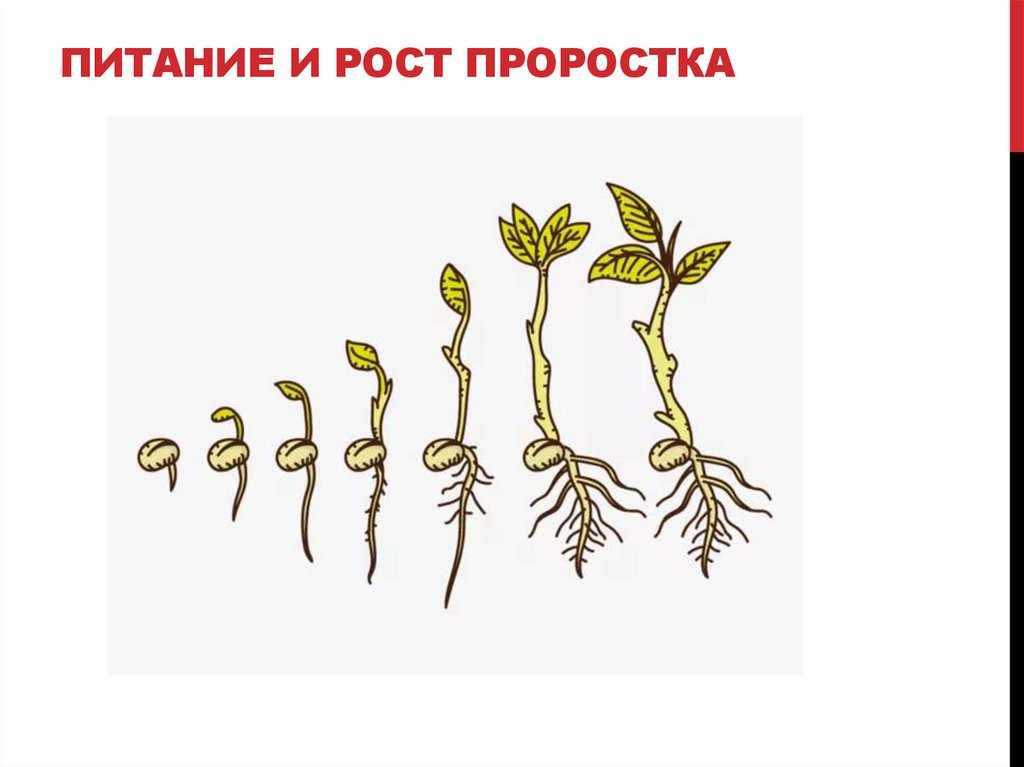 ПИТАНИЕ И РОСТ ПРОРОСТКА