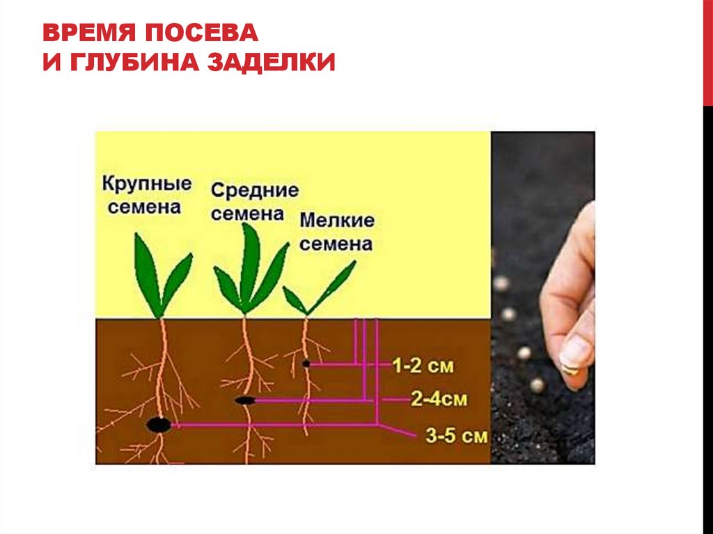 ВРЕМЯ ПОСЕВА И ГЛУБИНА ЗАДЕЛКИ