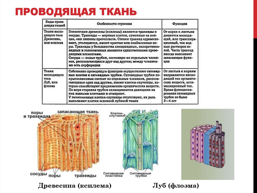 ПРОВОДЯЩАЯ ТКАНЬ