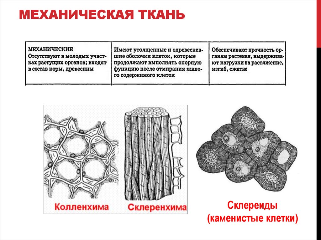 МЕХАНИЧЕСКАЯ ТКАНЬ