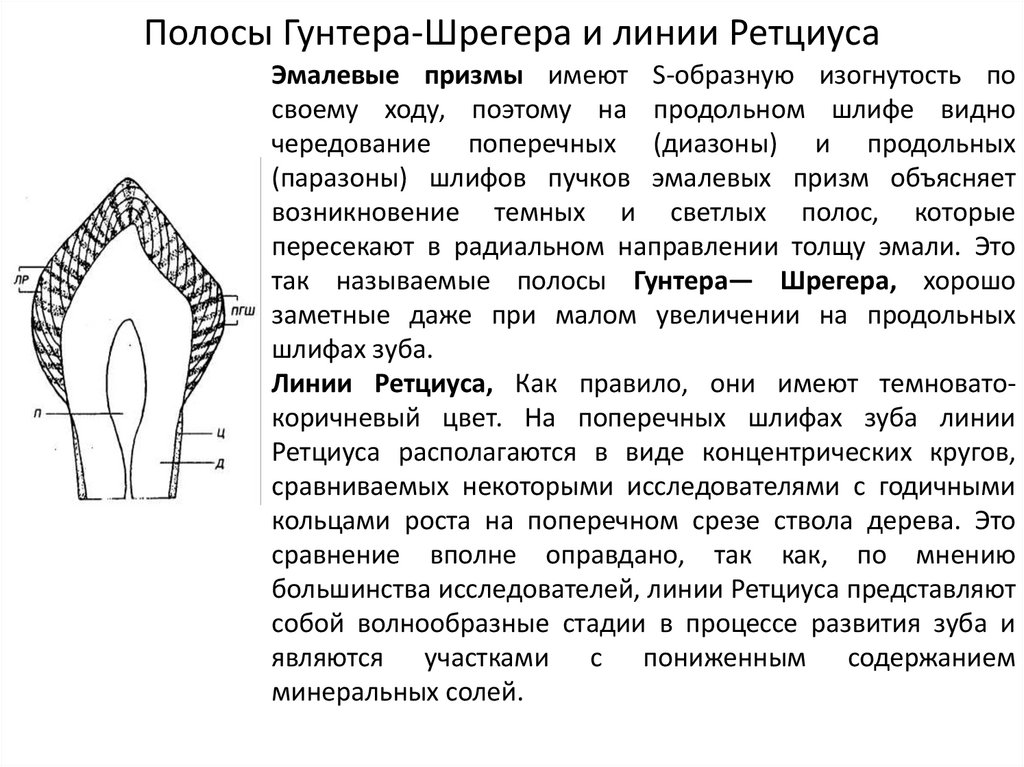 Полосы Гунтера-Шрегера и линии Ретциуса