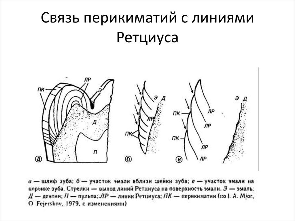 Связь перикиматий с линиями Ретциуса