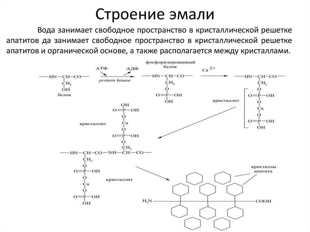 Строение эмали