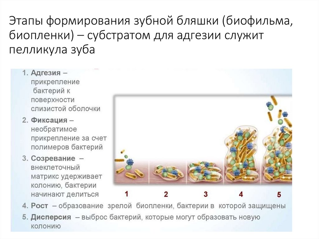 Этапы формирования зубной бляшки (биофильма, биопленки) – субстратом для адгезии служит пелликула зуба