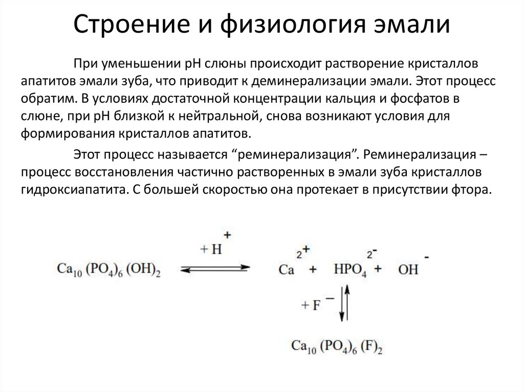 Строение и физиология эмали