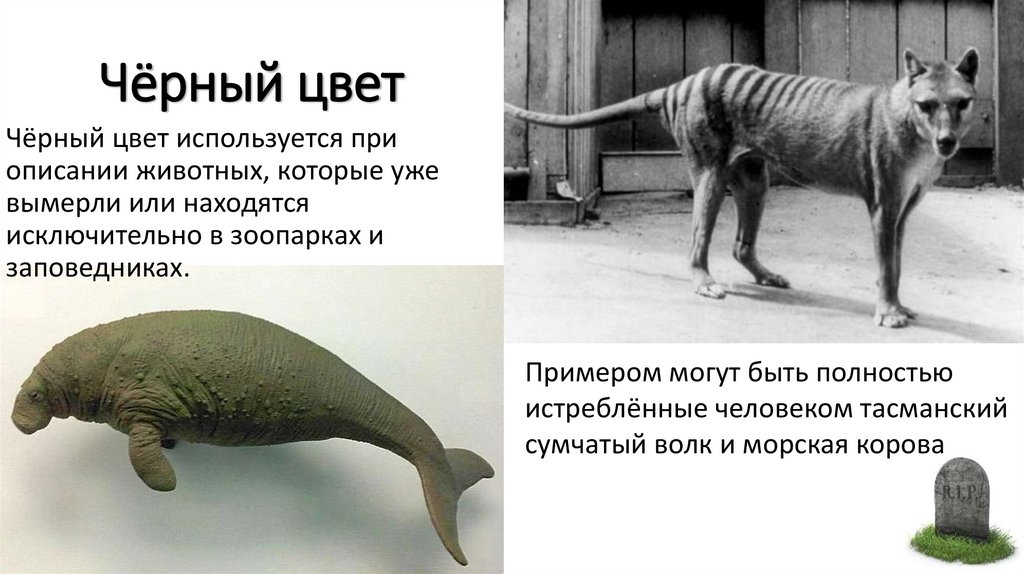 Чёрный цвет