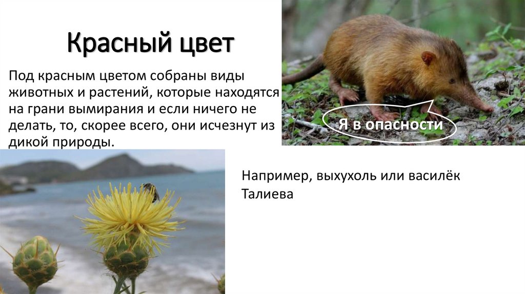 Красный цвет