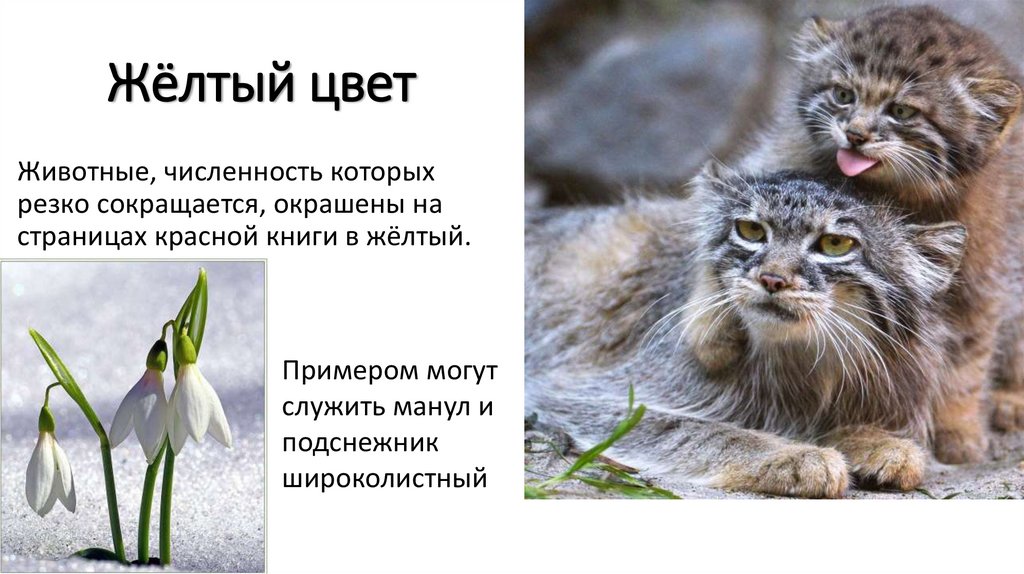 Жёлтый цвет