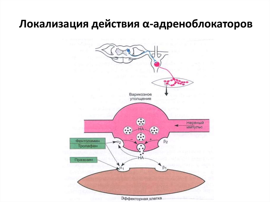 Локализация действия α-адреноблокаторов