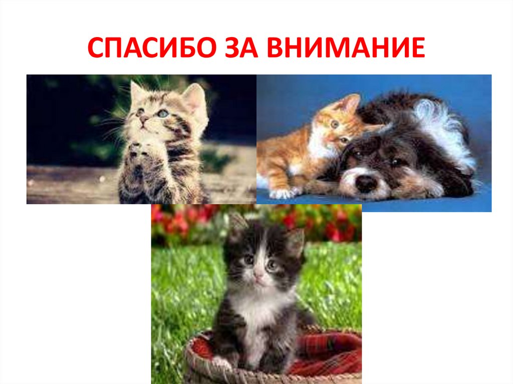 СПАСИБО ЗА ВНИМАНИЕ