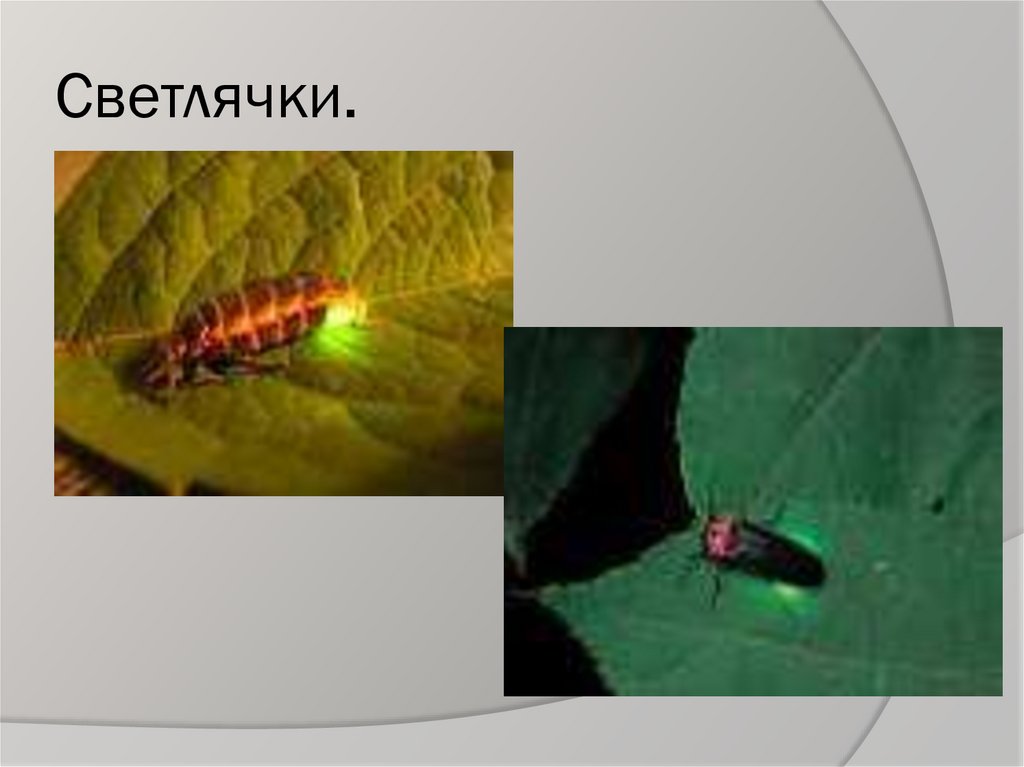 Светлячки.