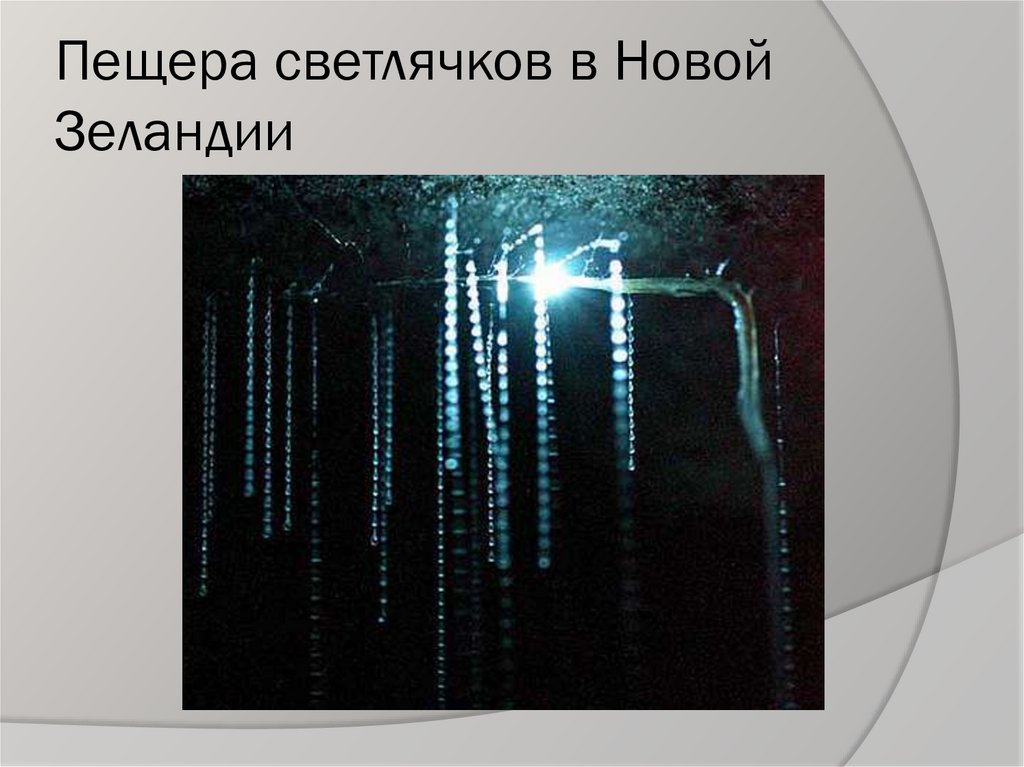 Пещера светлячков в Новой Зеландии