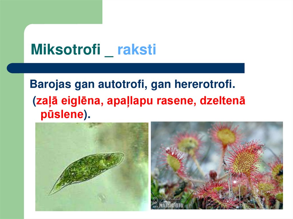 Miksotrofi _ raksti