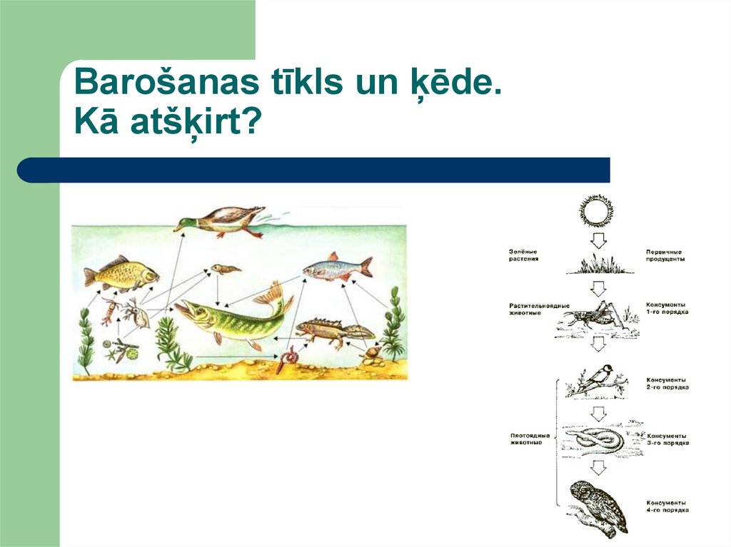 Barošanas tīkls un ķēde. Kā atšķirt?