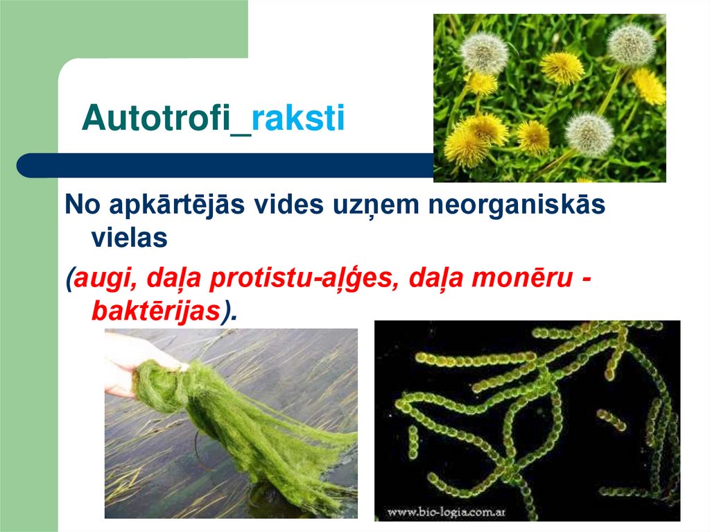 Autotrofi_raksti