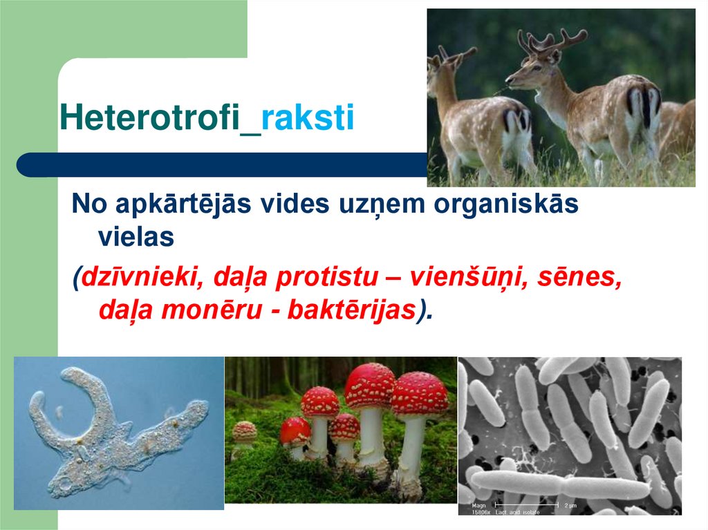 Heterotrofi_raksti