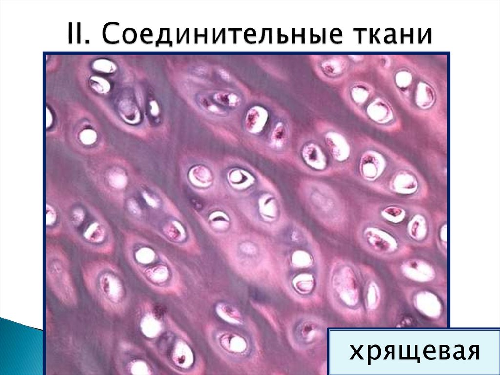 II. Соединительные ткани