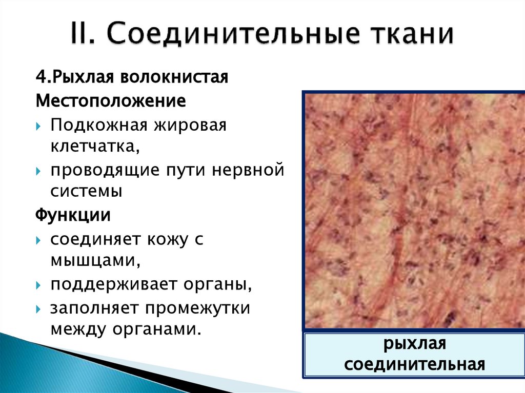 II. Соединительные ткани