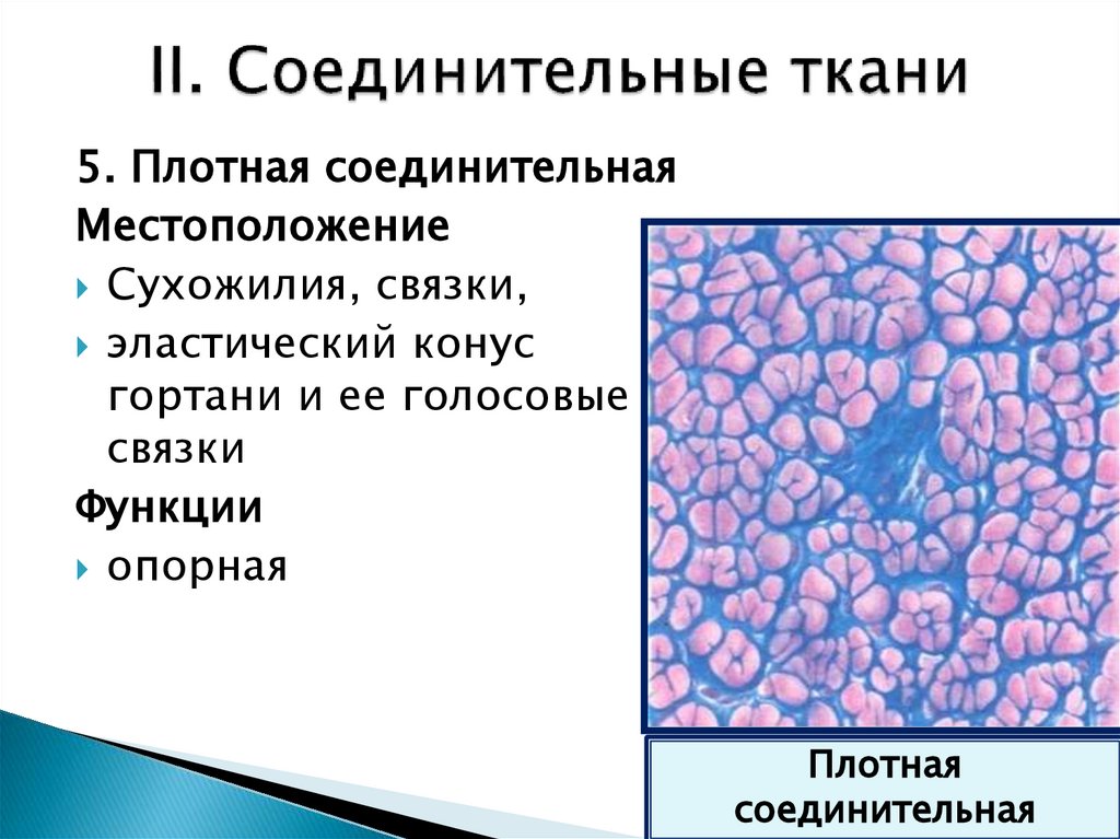 II. Соединительные ткани
