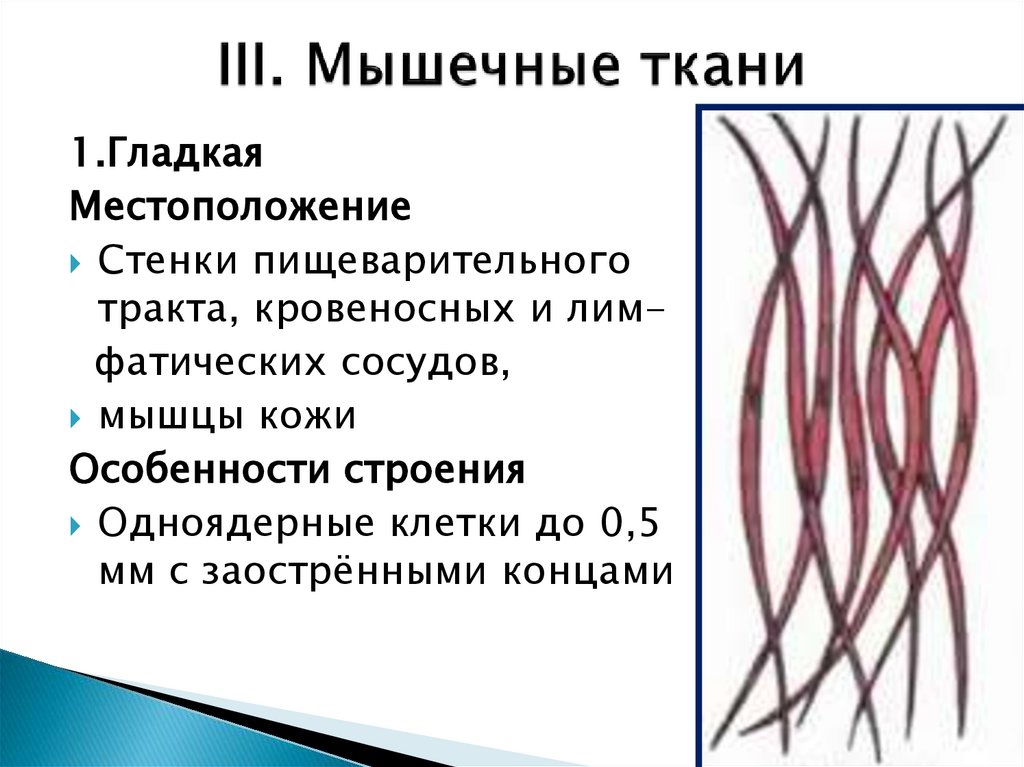 III. Мышечные ткани