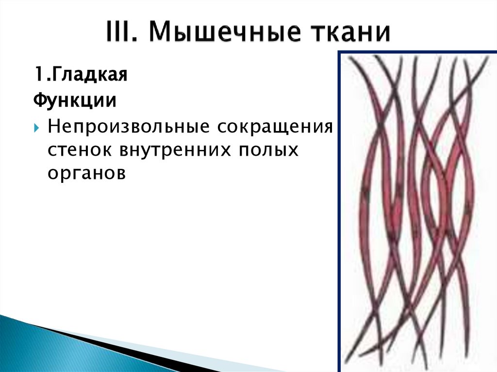 III. Мышечные ткани