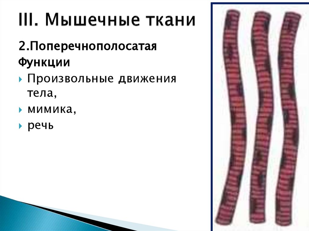 III. Мышечные ткани