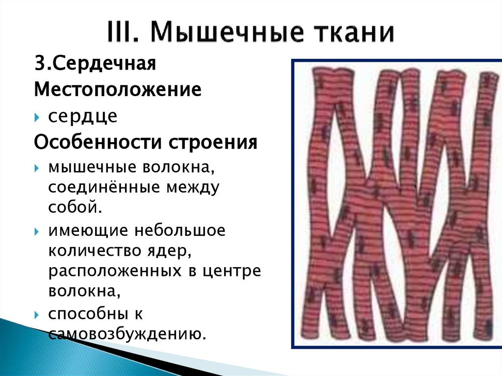 III. Мышечные ткани