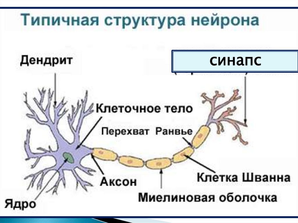 Нервная ткани