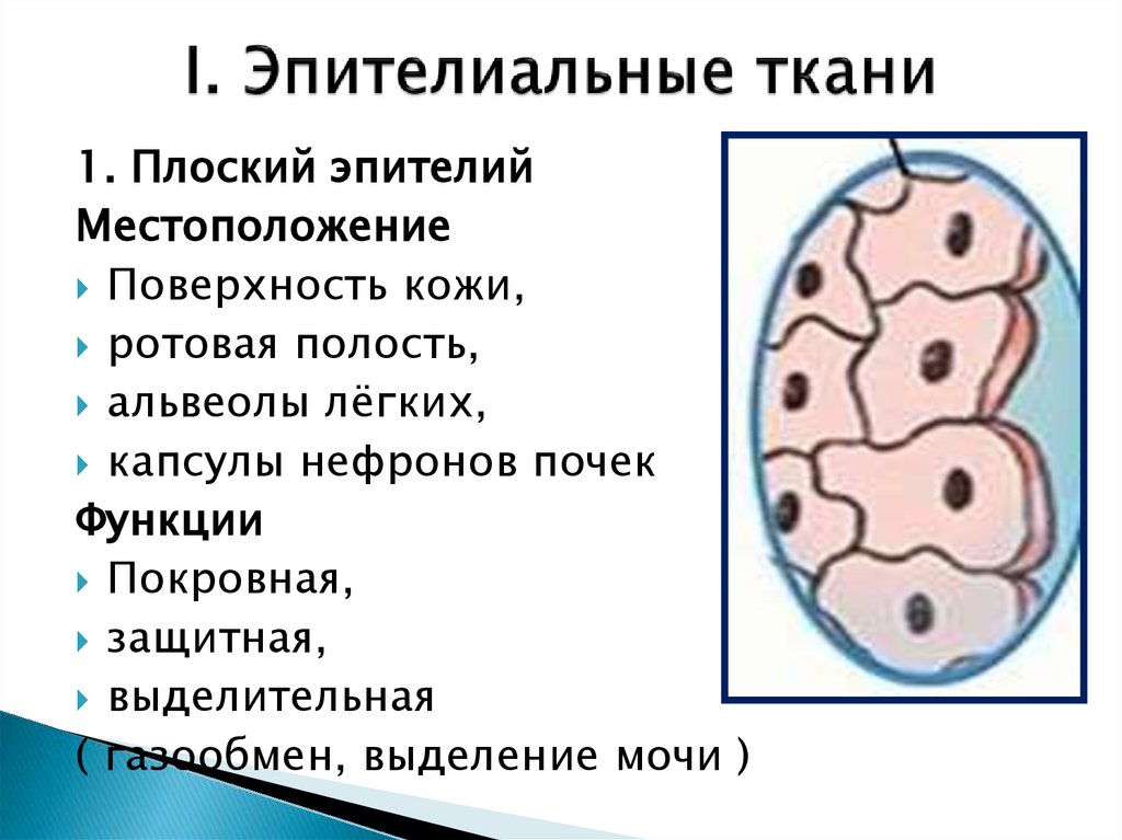 I. Эпителиальные ткани