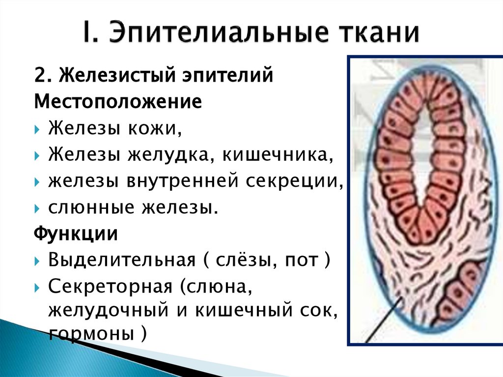 I. Эпителиальные ткани