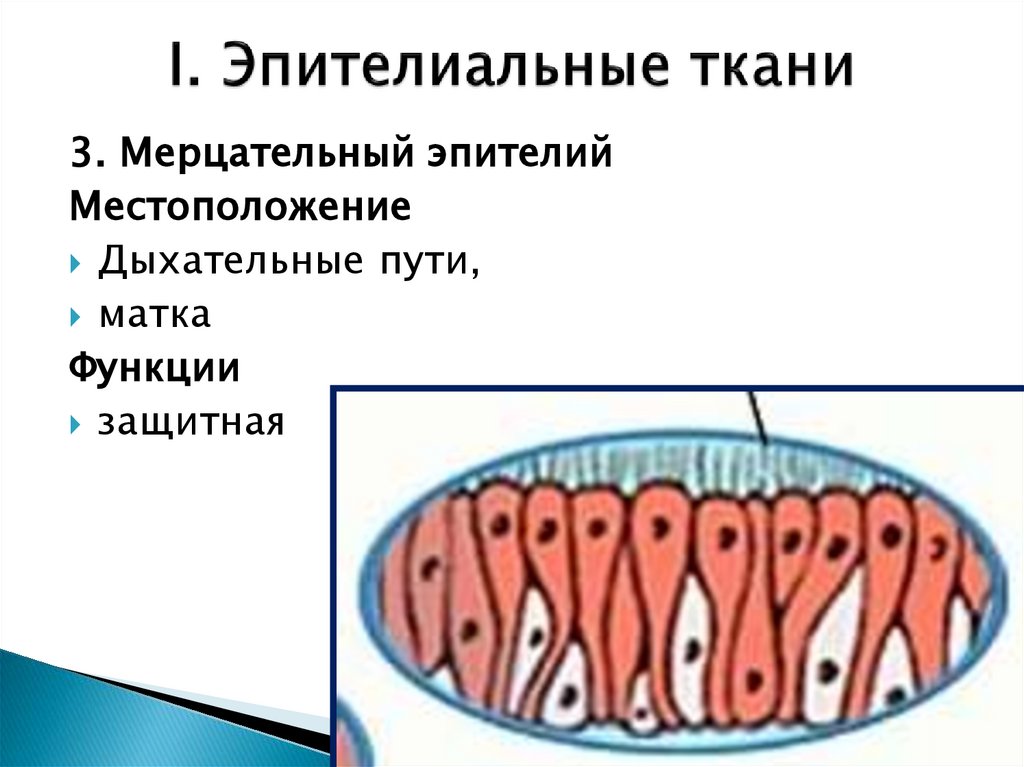 I. Эпителиальные ткани