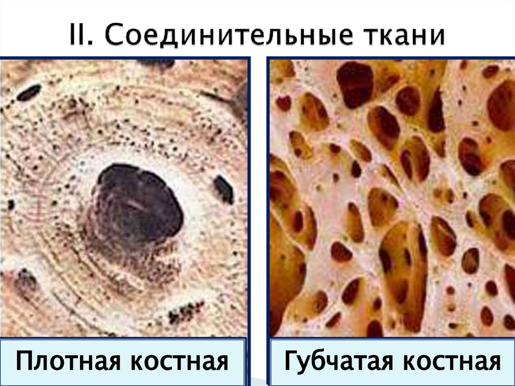 II. Соединительные ткани