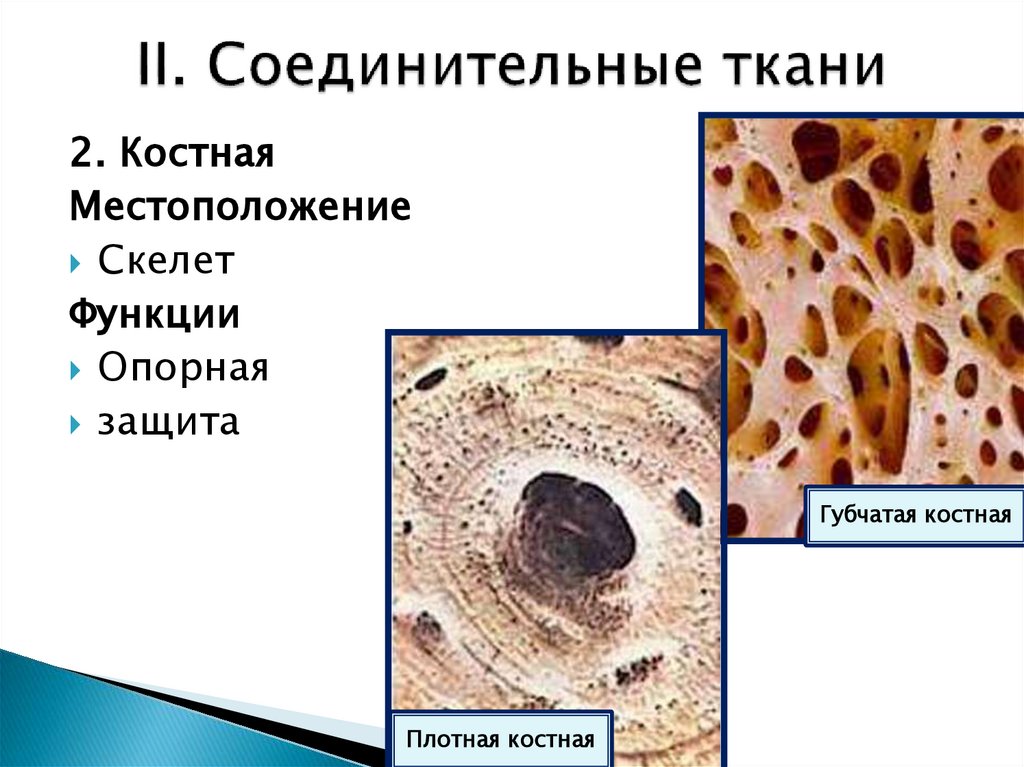 II. Соединительные ткани