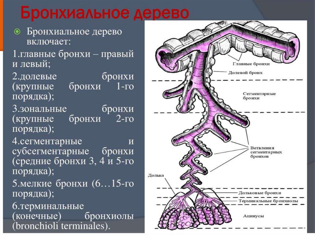Бронхиальное дерево