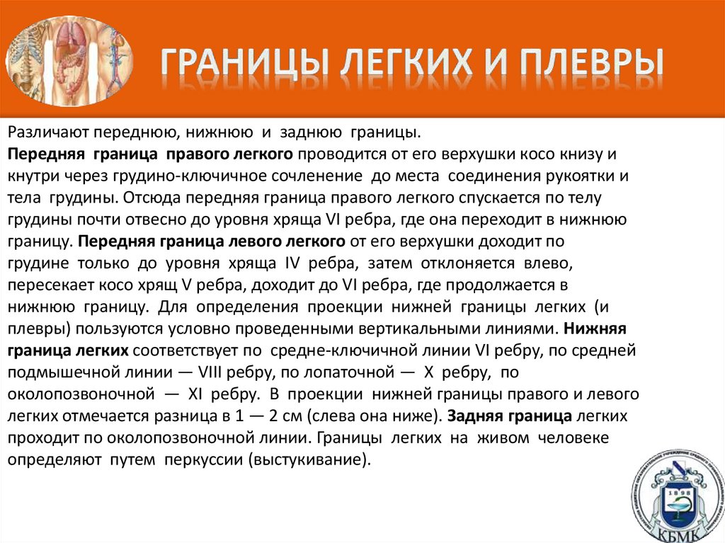 ГРАНИЦЫ ЛЕГКИХ И ПЛЕВРЫ