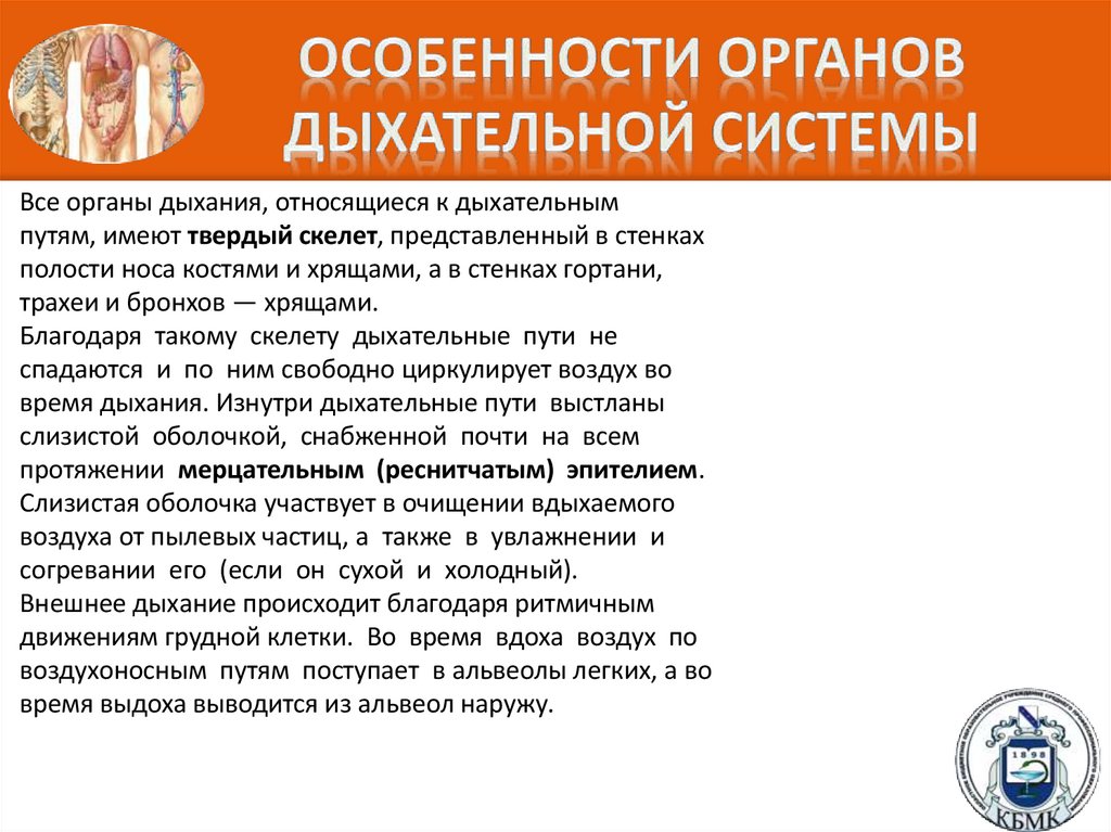 Особенности органов дыхательной системы
